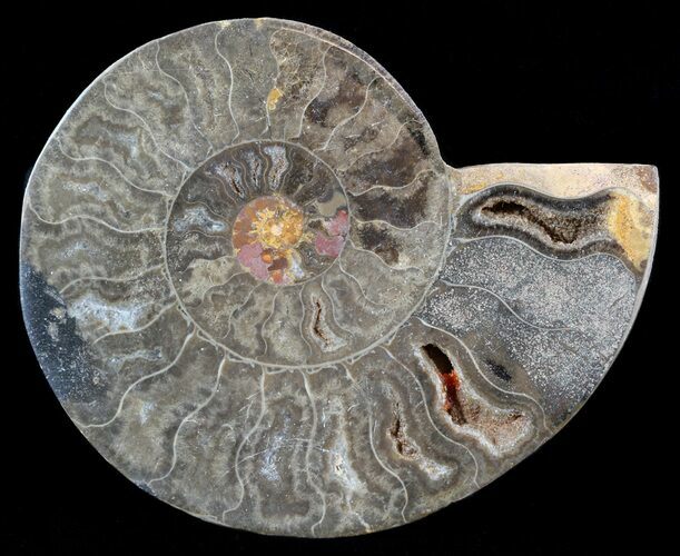 Split Black/Orange Ammonite (Half) - Unusual Coloration #55665
